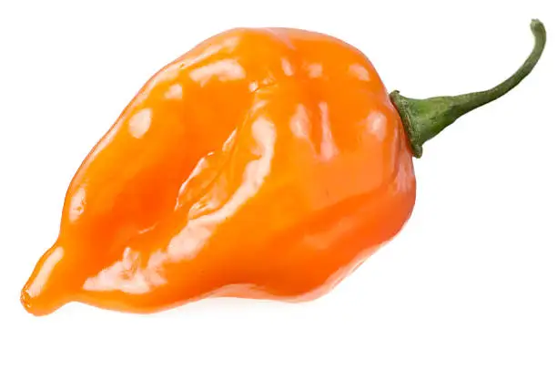 Photo of Habanero chilli pepper on white