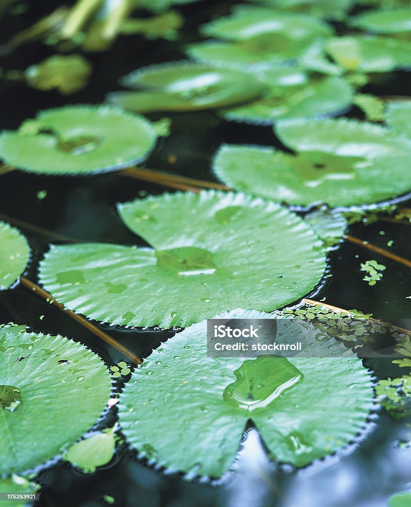 Água Lilly folhas - Royalty-free Beleza natural Foto de stock
