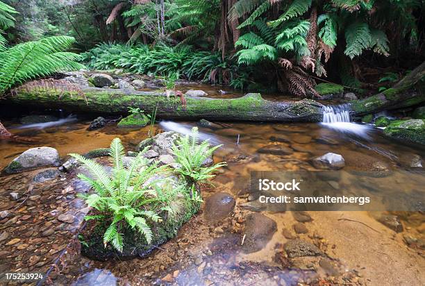 Foto de Evercreech Floresta e mais fotos de stock de Água doce - Água doce, Alga, Australásia