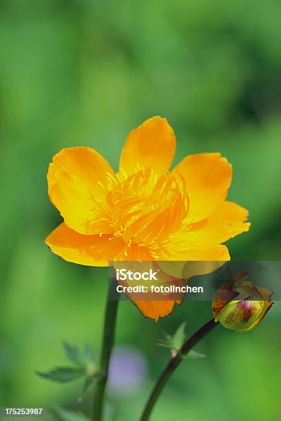 Trollius Chinensis Flores Foto de stock y más banco de imágenes de Amarillo - Color - Amarillo - Color, Brote, Cabeza de flor