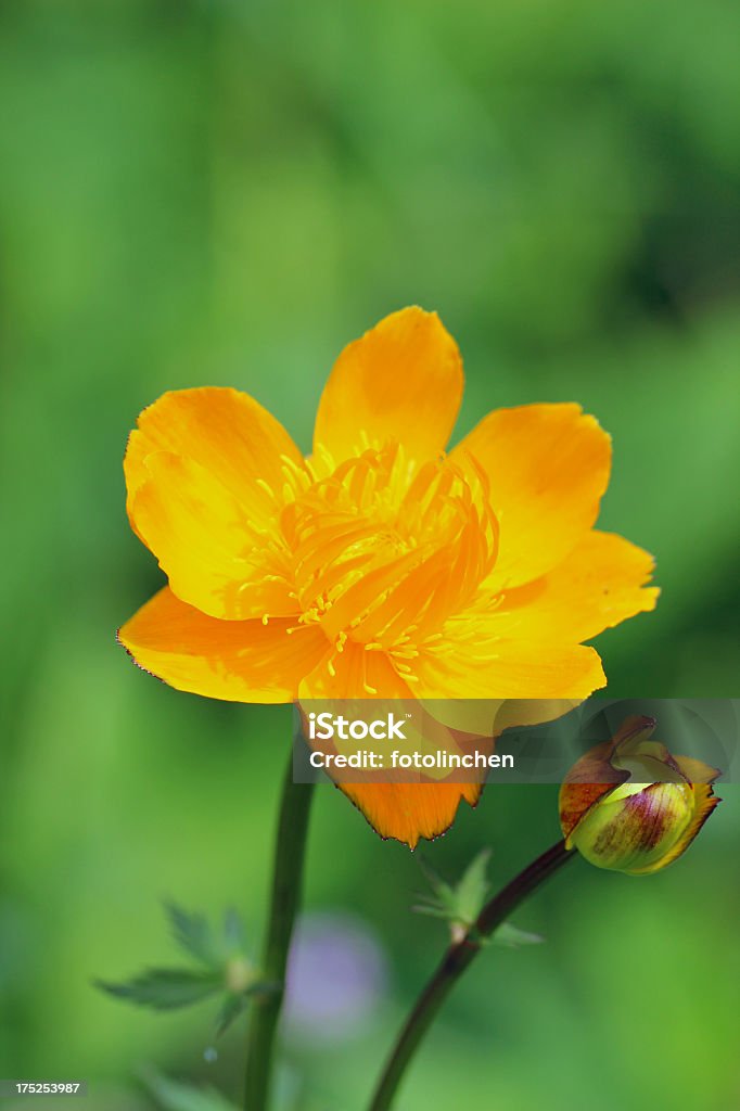 Trollius chinensis kwiaty - Zbiór zdjęć royalty-free (Bez ludzi)