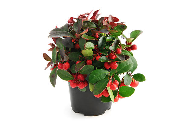 flowerpot of American wintergreen (Gaultheria procumbens) "Flower pot of American wintergreen (Gaultheria procumbens). also known as eastern teaberry, checkerberry, boxberry, or American wintergreen on white background. In German: Niedere Scheinbeere." black hellebore stock pictures, royalty-free photos & images