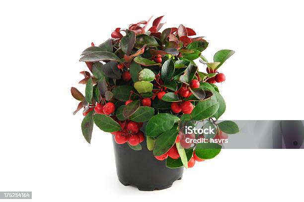 Flowerpot Of American Wintergreen Stock Photo - Download Image Now