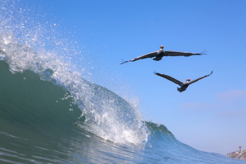 Two pelicans fly just above a breaking wave