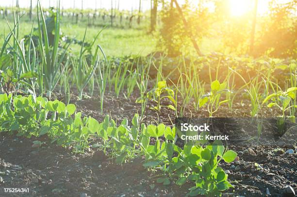 Junge Pflanzen In Nachmittag Light Pea Stockfoto und mehr Bilder von Blendenfleck - Blendenfleck, Erdreich, Fotografie