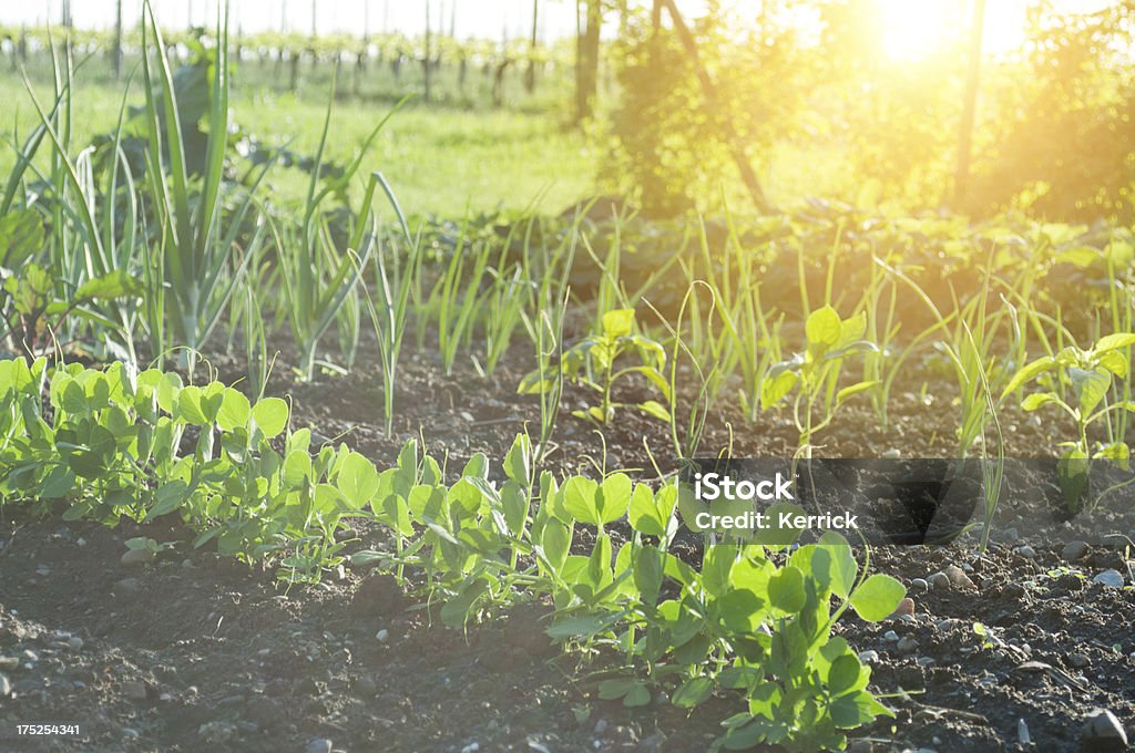 Молодых растений в половине дня свет горошек - Стоковые фото Весна роялти-фри