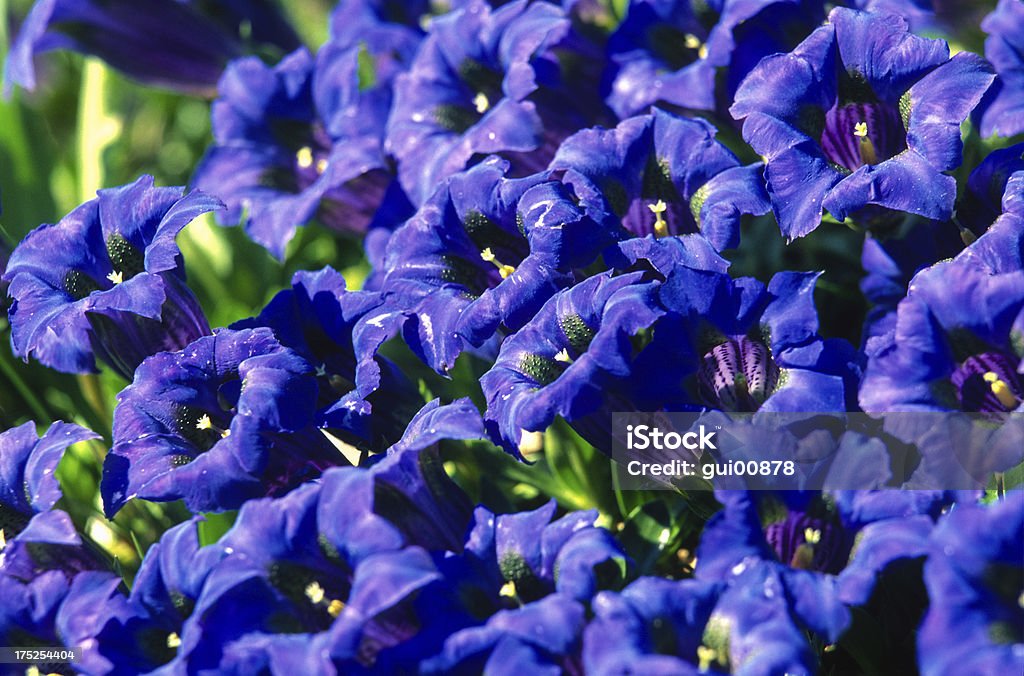 Gentianes in the Alps Gentian growing in the french Alps Beauty In Nature Stock Photo