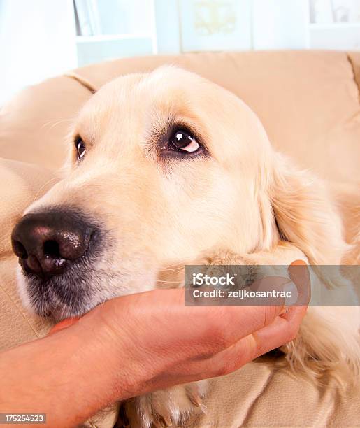 Perro Con Caress Foto de stock y más banco de imágenes de Lamer - Lamer, Perro, Propietario