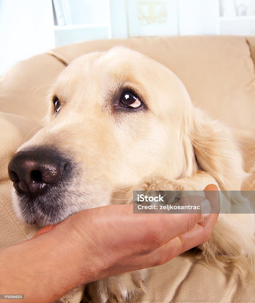 Cachorro apreciando carinho - Foto de stock de Cão royalty-free