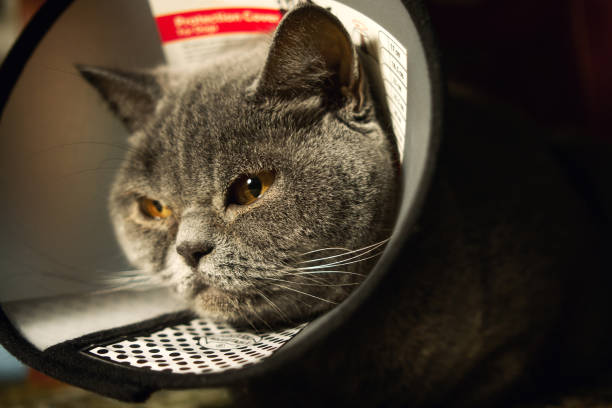 istock Scottish Straight cat in a white veterinary collar 1752546291
