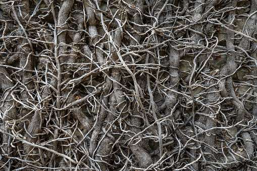 Pattern created by dry torn branches of a clibing plant that glued to the concrete wall