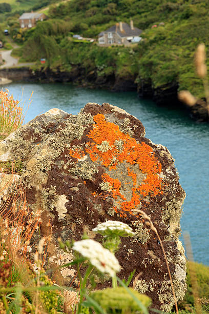 vista a la costa en port quin en cornwall - english quin fotografías e imágenes de stock