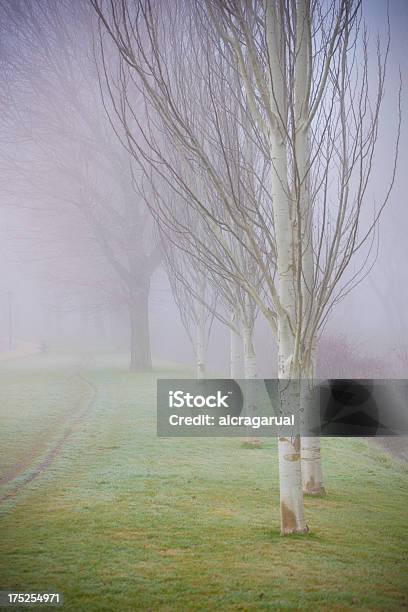 Misty De Manhã - Fotografias de stock e mais imagens de Ajardinado - Ajardinado, Ao Ar Livre, Cena de tranquilidade