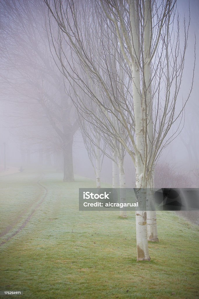 Туманное утро - Стоковые фото Вертикальный роялти-фри