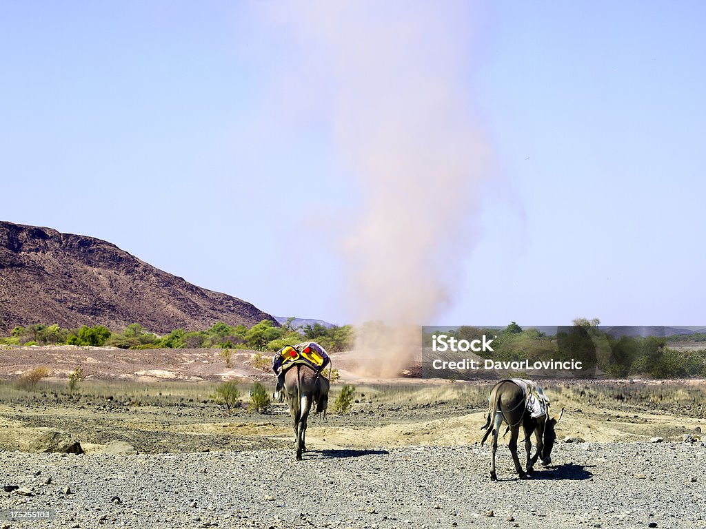 Sinsa "Two donkey peaceful graze while near by the wind rose is raising dust near the village Sinsa on the  road in Danakil desert, Ethiopia." Africa Stock Photo