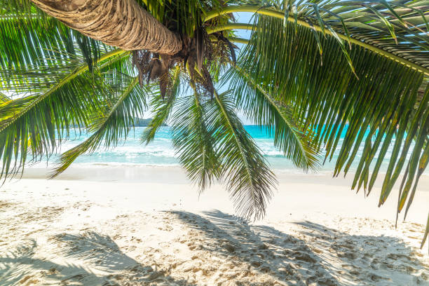 istock Coconut palm tree by the sea in Anse Lazio beach 1752552906