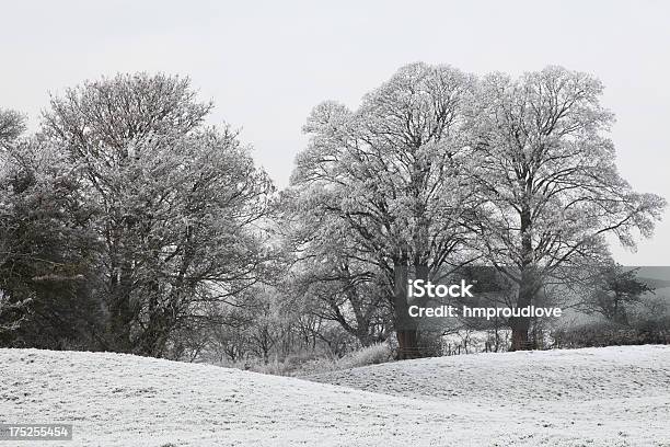 Bela Árvores - Fotografias de stock e mais imagens de Ao Ar Livre - Ao Ar Livre, Campo agrícola, Cheshire