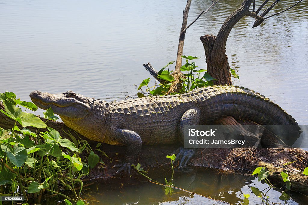 Big Gator Oczekiwanie na Ofiara - Zbiór zdjęć royalty-free (Aligator)