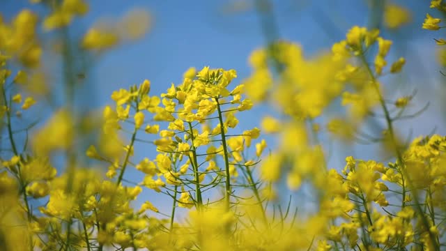 Beautiful oilseed rape flower, blooming canola field in spring