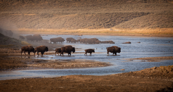 Bison Crossing a river