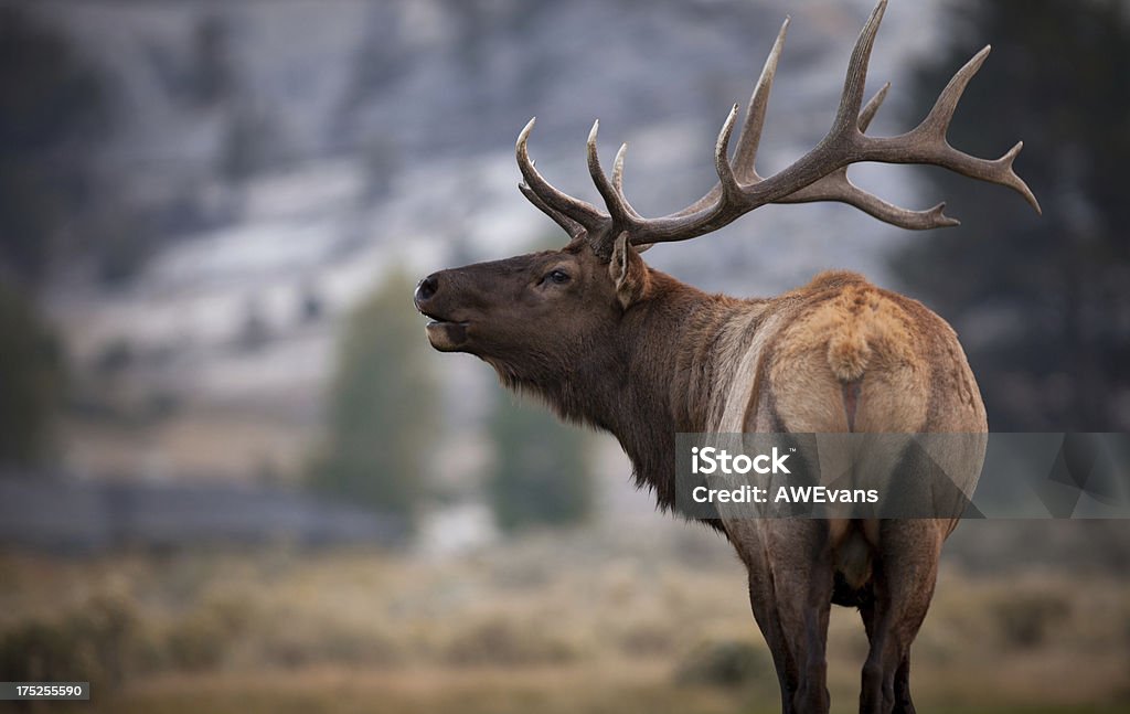 Bugling Elk Elk Stock Photo Bugling Elk Elk Stock Photo