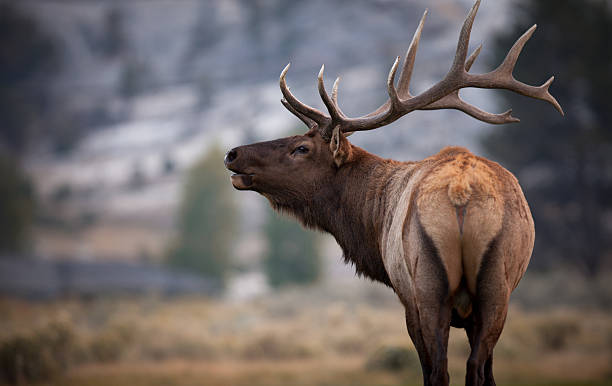 Bugling Elk stock photo