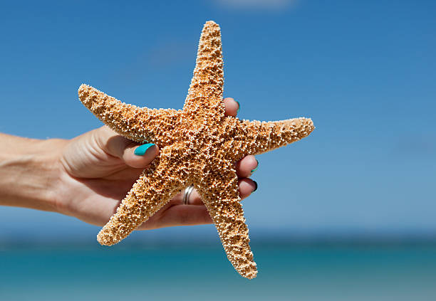 istock Sea Star Against A Blue Sky 175255741