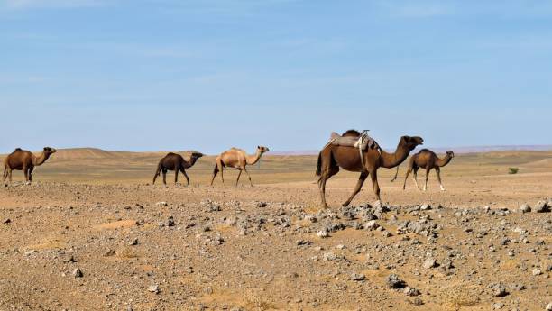 istock Camel caravan in the Moroccan desert 1752558761