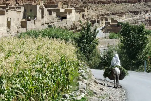 Photo of Old mountain village in the Atlas Mountains with fields and an old woman on a donkey from behind bringing in the harvest