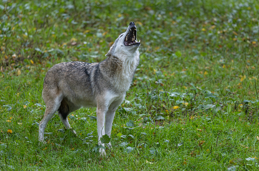 Common wolf (Canis lupus lupus) howling on a meadow in a forest.