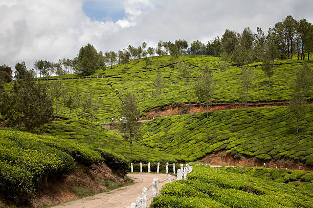 istock Tea plantations. Munnar, Kerala, India 175256032