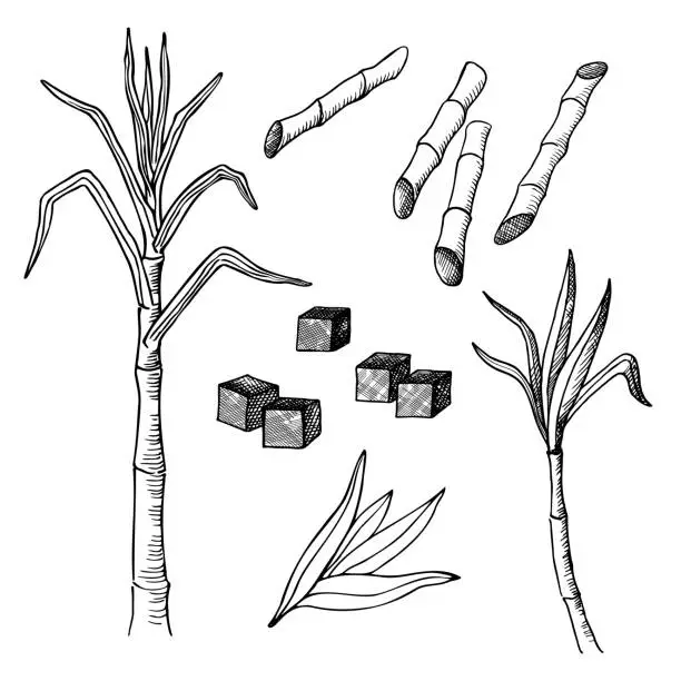 Vector illustration of Sugar cane hand drawn sketch with engraving on isolated background. Drawing of stem, leaves, cuttings and branches of tropical sugary plant, sugar sweet crystalline cubes. Harvest, agriculture, food