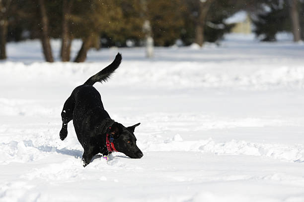 perro en la nieve profunda salto - isweather2013 fotografías e imágenes de stock