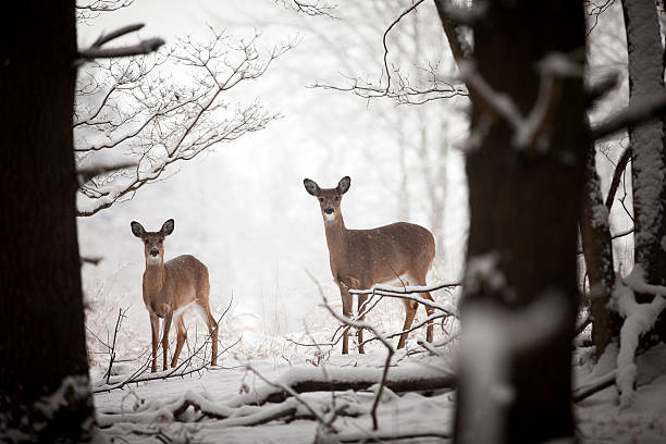 istock Mother and baby deer 175256160
