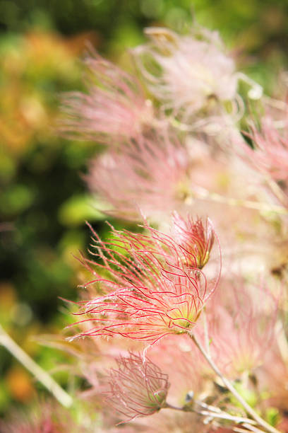istock Apache Plume Fallugia paradoxa Prairie Smoke Plant 175256212