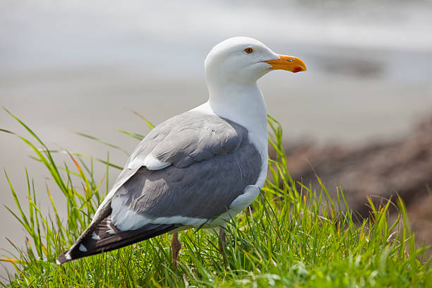 istock Western Gull on The Oregon Coast 175256502