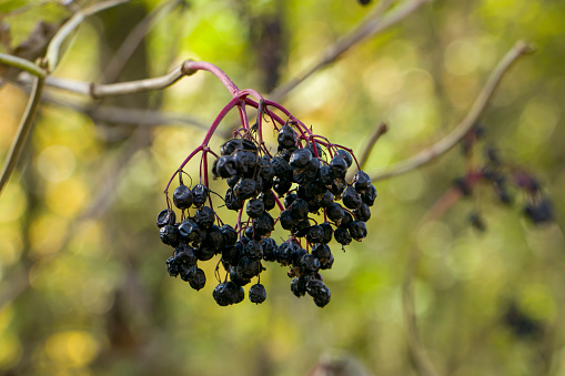 Elderberries. A bunch of ripened elderberries on a bush branch. Dry wrinkled elderberry. Rowan harvest season.