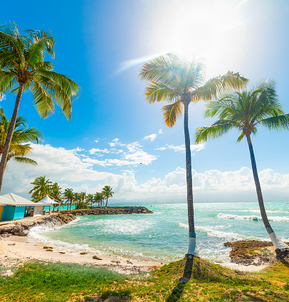 Palm trees in Bas du Fort beach in Guadeloupe, French west indies. Lesser Antilles, Caribbean sea