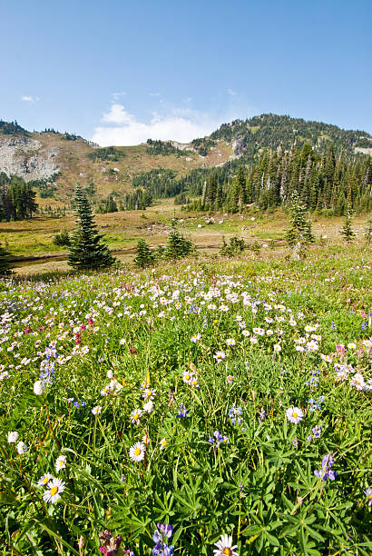 Wildflowers in an Alpine Meadow For a few weeks every year, the meadows of Mount Rainier are filled with an amazing variety of wildflowers. The earliest blooms come as the last of the winter snow is melting. Depending on elevation, summer weather and the amount of snow, the blooming season can be July through September. This photograph was taken in September at Spray Park in Mount Rainier National Park, Washington State, USA. jeff goulden mount rainier national park stock pictures, royalty-free photos & images