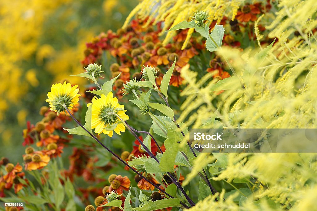summerflowers colorido - Royalty-free Alto-Contraste Foto de stock