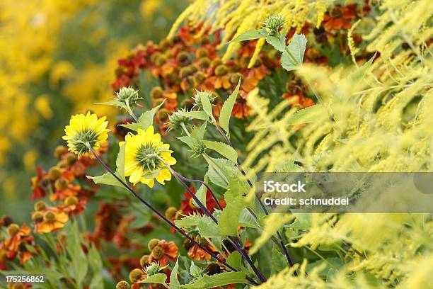 Summerflowers Colorido - Fotografias de stock e mais imagens de Alto-Contraste - Alto-Contraste, Amarelo, Ambrósia americana