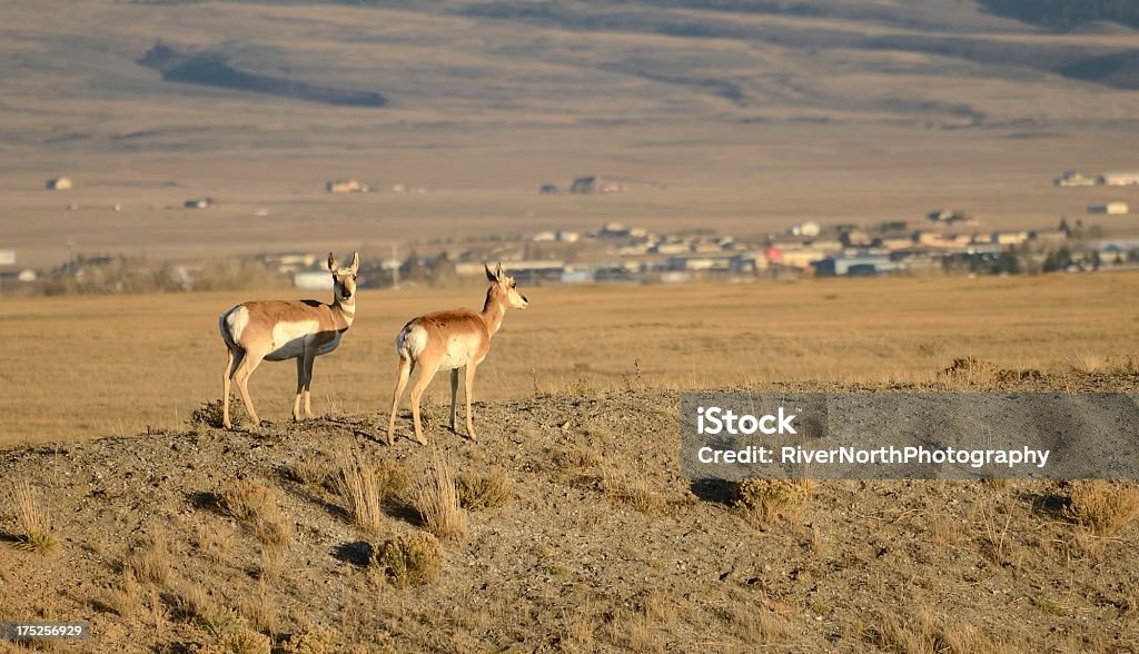 Antílope, Laramie, Wyoming - Foto de stock de Laramie libre de derechos