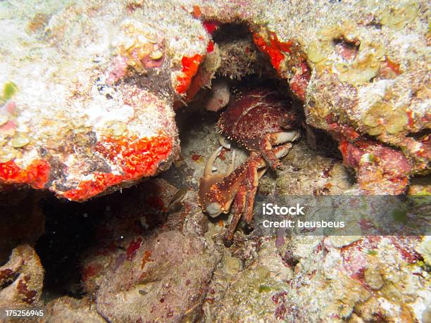 Granchio - Fotografie stock e altre immagini di Barriera corallina - Barriera corallina, Composizione orizzontale, Crostaceo