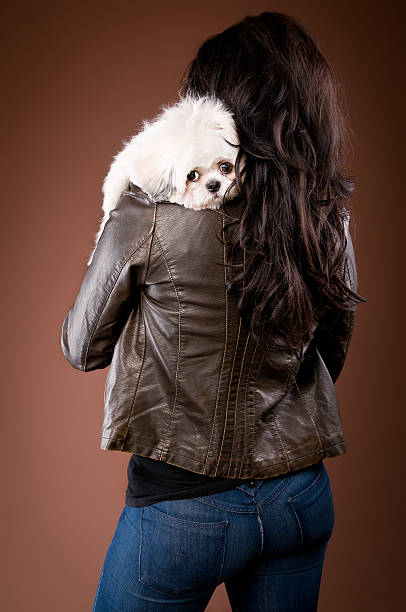 Beautiful Woman Holding Shih Tzu Poodle Dog Beautiful Woman Holding Shih Tzu Poodle Dog Over the Shoulder View on Brown Background shitzu looking at camera white glamour stock pictures, royalty-free photos & images