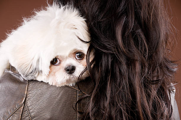 Beautiful Woman Holding Shih Tzu Poodle Dog Beautiful Woman Holding Shih Tzu Poodle Dog Over the Shoulder View on Brown Background shitzu looking at camera white glamour stock pictures, royalty-free photos & images