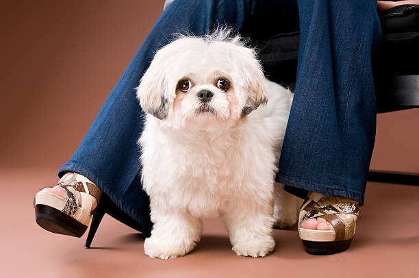 shih tzu cachorro poodle de estar por salto alto calcanhares - dog human leg stiletto beauty - fotografias e filmes do acervo