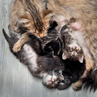 Tips Jitu! Jalin Keharmonisan Hubungan Anak dan Kucing