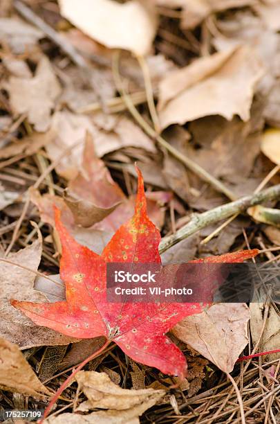 Maple Leaf Stockfoto und mehr Bilder von Ahorn - Ahorn, Asien, Blatt - Pflanzenbestandteile