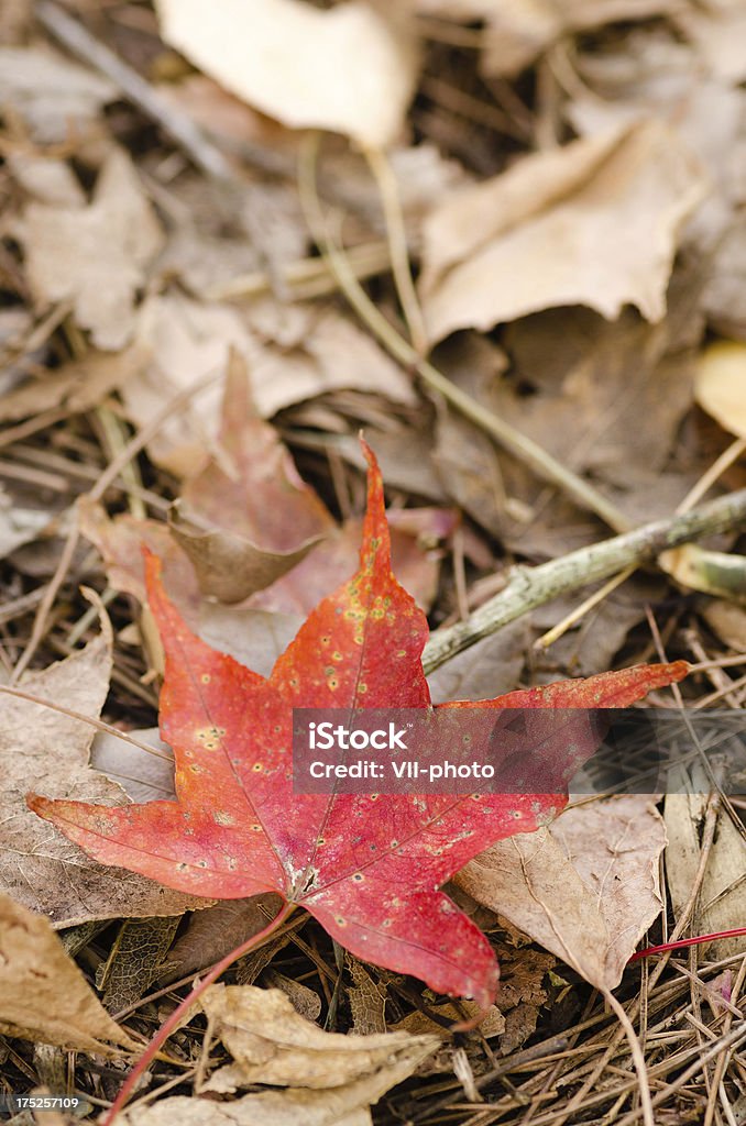 кленовый лист - Стоковые фото Азия роялти-фри