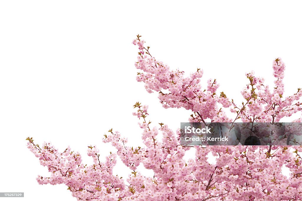 Japanische Kirschblüten-isoliert auf weiss - Lizenzfrei Kirschblüte Stock-Foto